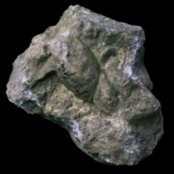 Limnaea Longiscata fossile de France