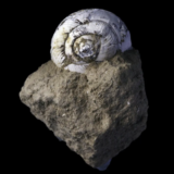 Helix ramondi