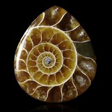 Ammonite gemstone