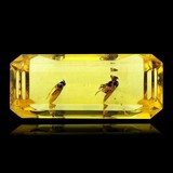 Amber gemstone