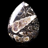 Agate turritella gemstone